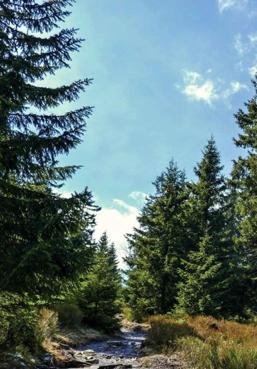Hostel & Hotel Braunlage Zewnętrze zdjęcie